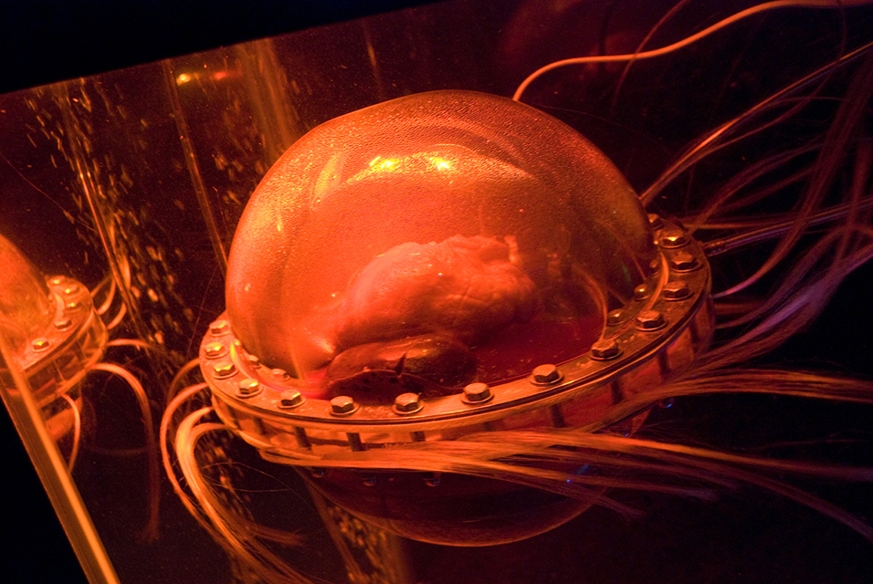  Fig 1. Aqua001.c02: Robotic Pig Heart–jellyfish, 2009, Doo-Sung Yoo, robotic devices and pig hearts, ©Doo-Sung Yoo.